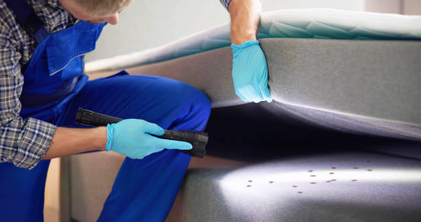 Wasp Removal Services in Brentwood, NY