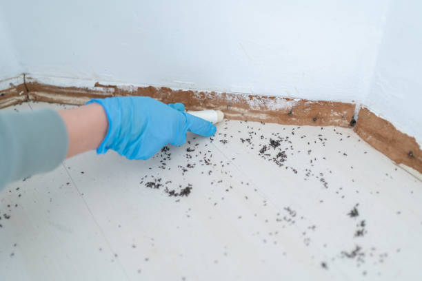 Best Residential Pest Control  in Brentwood, NY